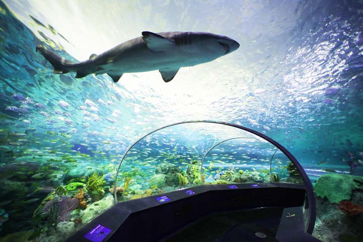 Ripleys Aquarium of Canada